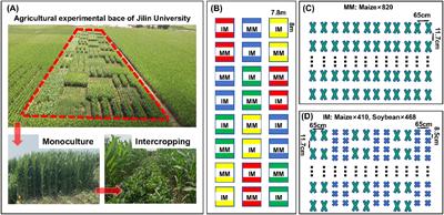 Maize/soybean intercropping with nitrogen supply levels increases maize yield and nitrogen uptake by influencing the rhizosphere bacterial diversity of soil